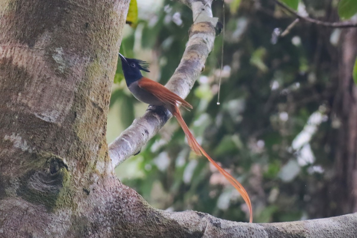 Tchitrec de paradis - ML645642471