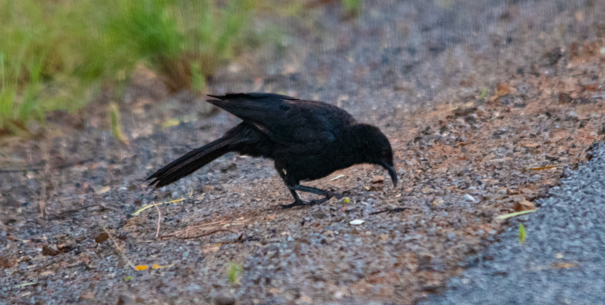 pottemakerfugl - ML645642472