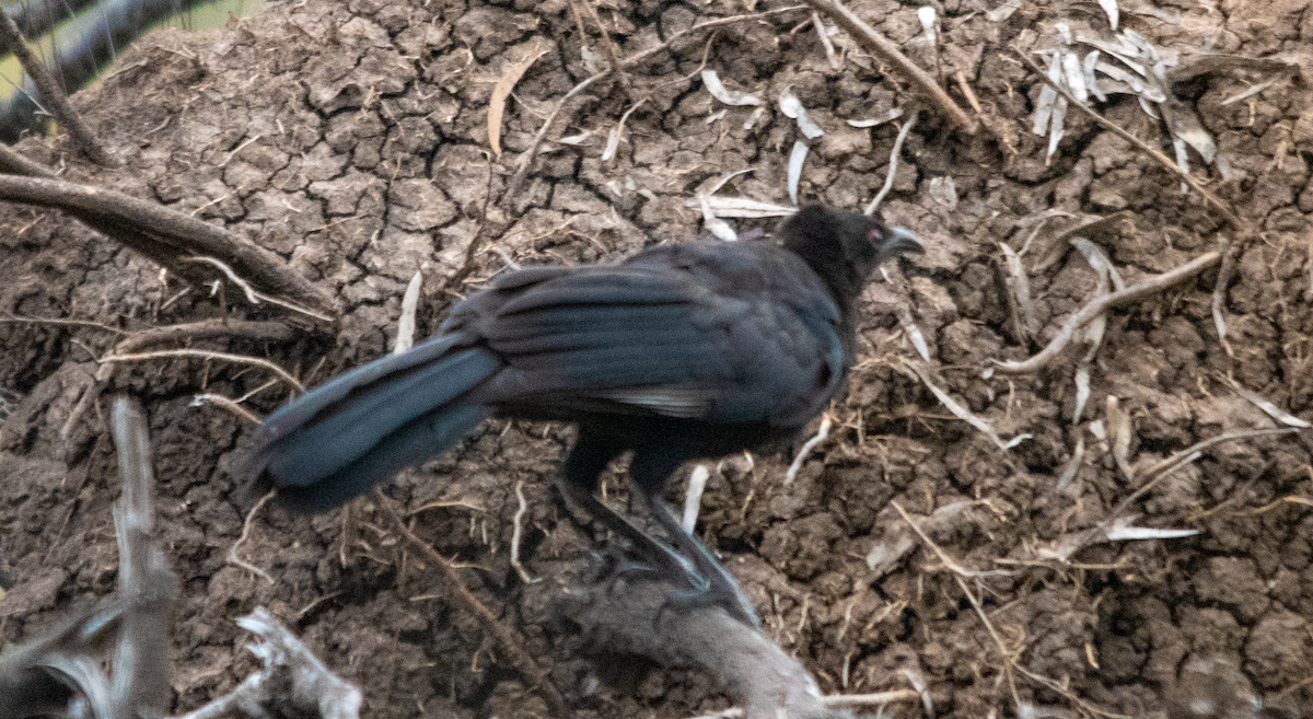 pottemakerfugl - ML645642473