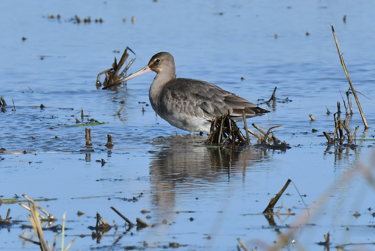 Black-tailed Godwit - ML645642499