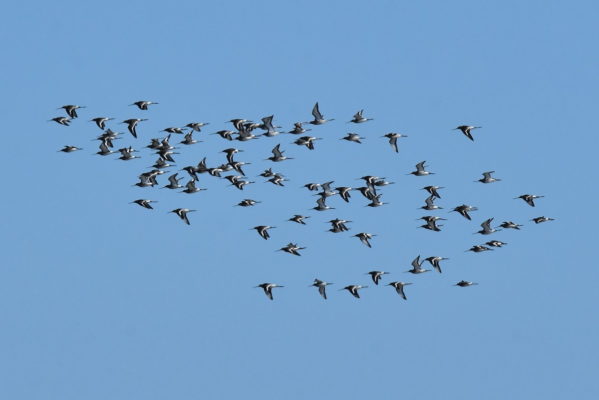 Black-tailed Godwit - ML645642500