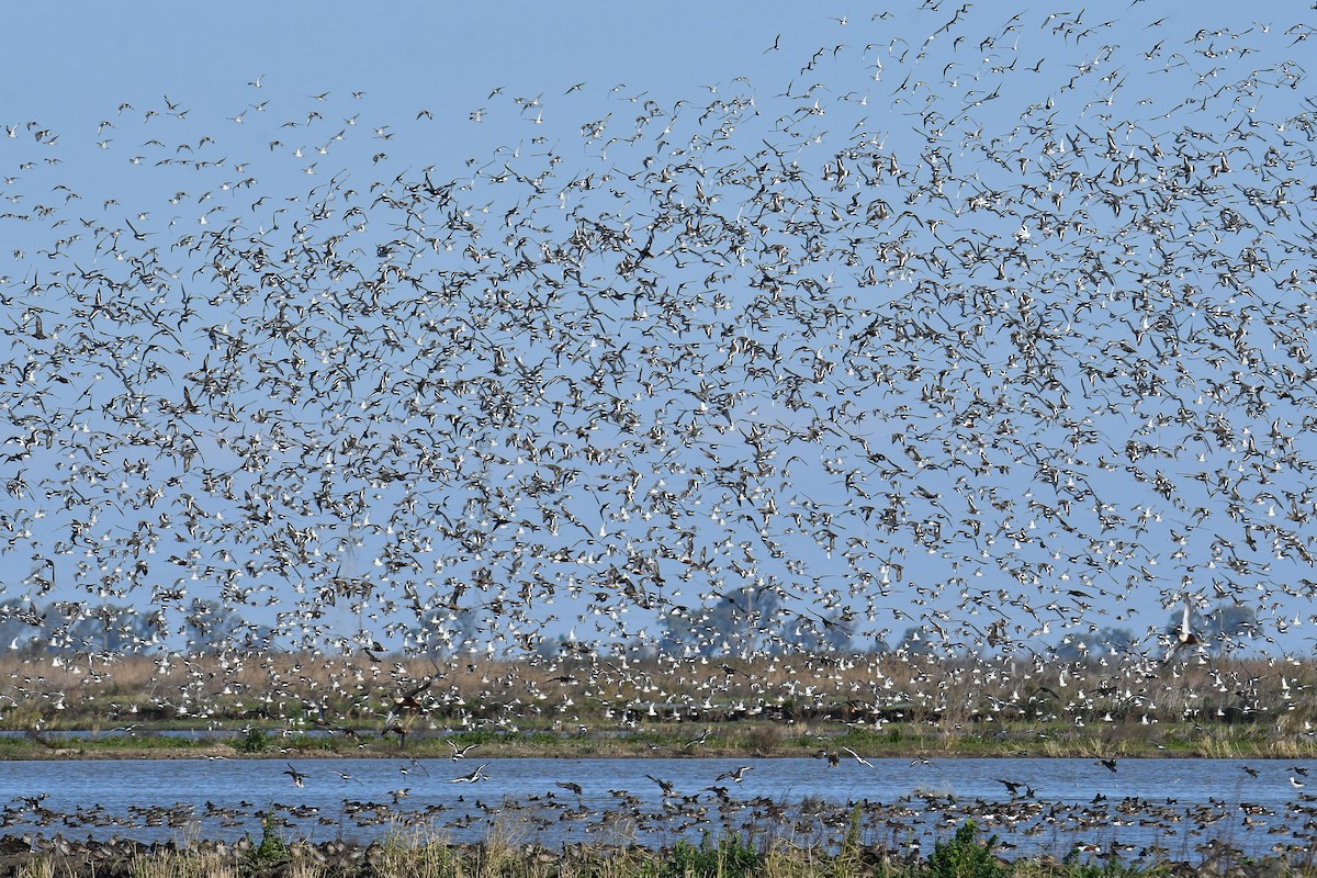 Black-tailed Godwit - ML645642501