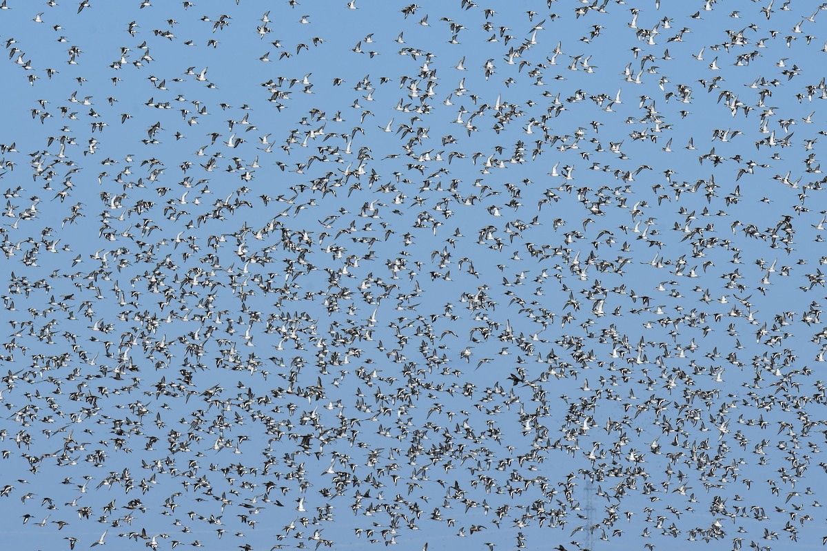 Black-tailed Godwit - ML645642502