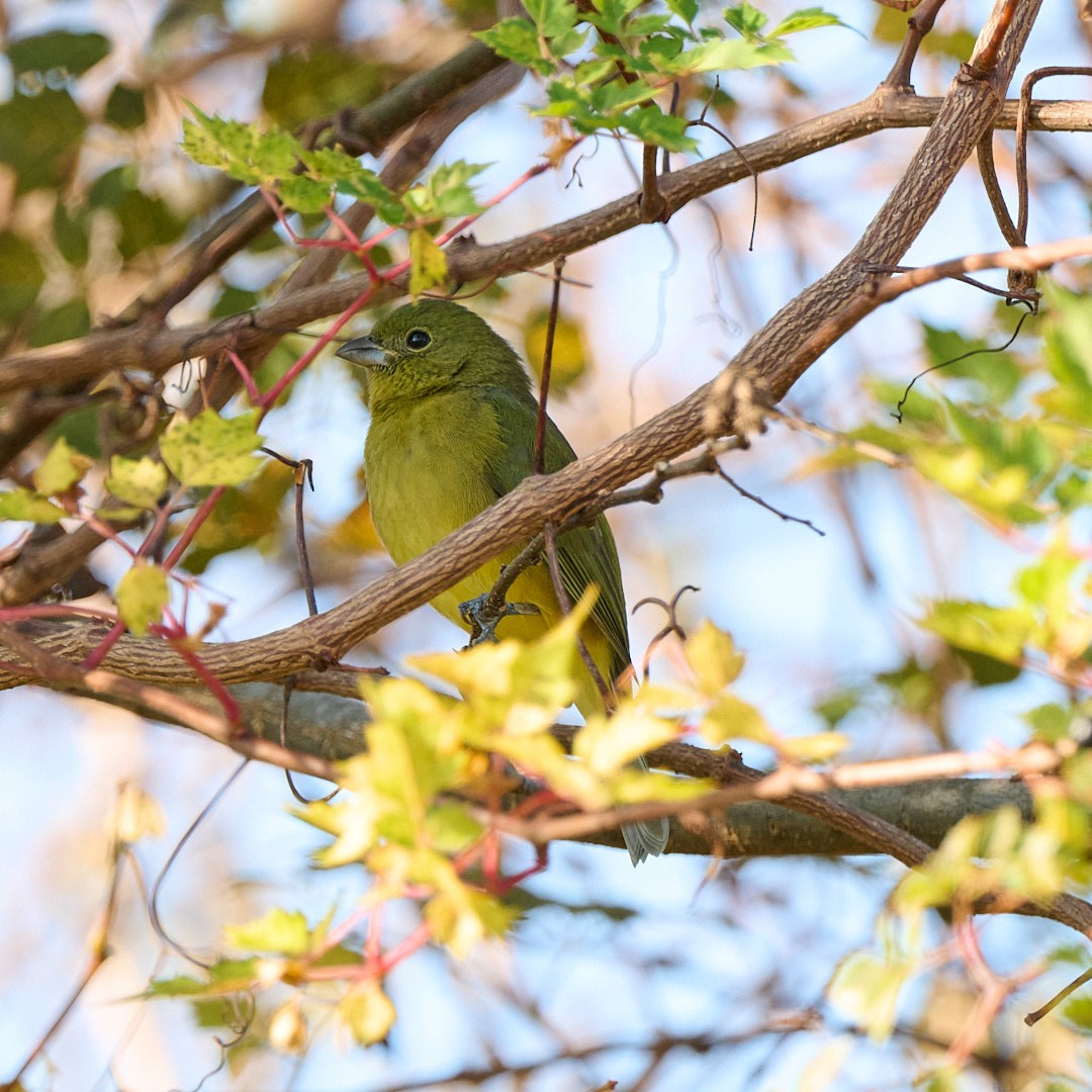 Painted Bunting - ML645642505