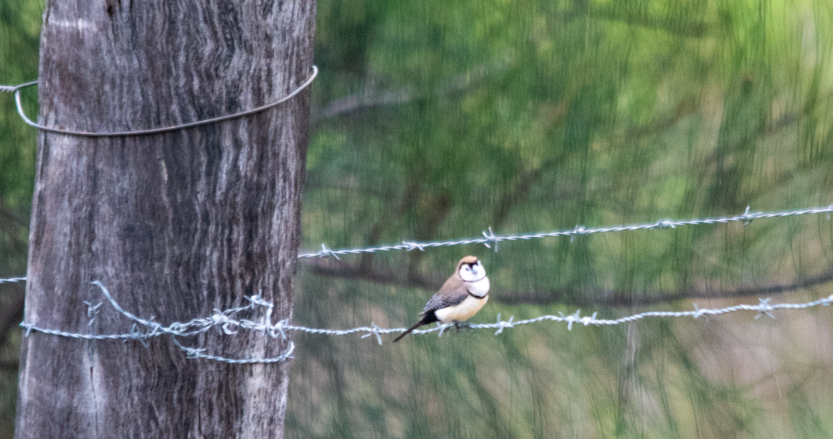 ringastrild - ML645642508