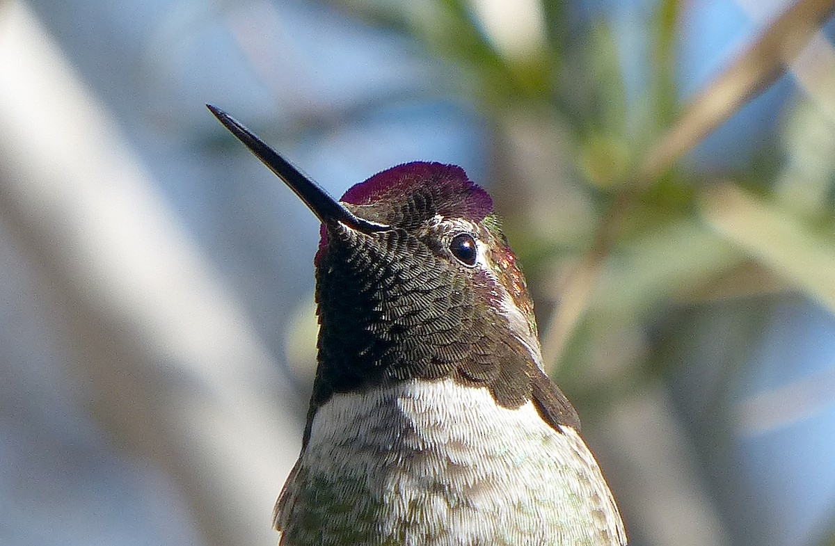 Anna's Hummingbird - ML645642510