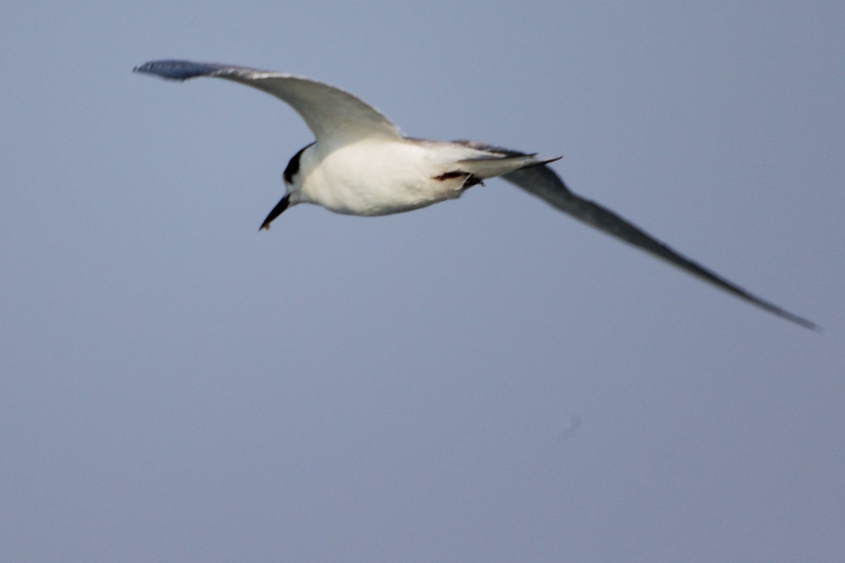 rybák obecný - ML645642520