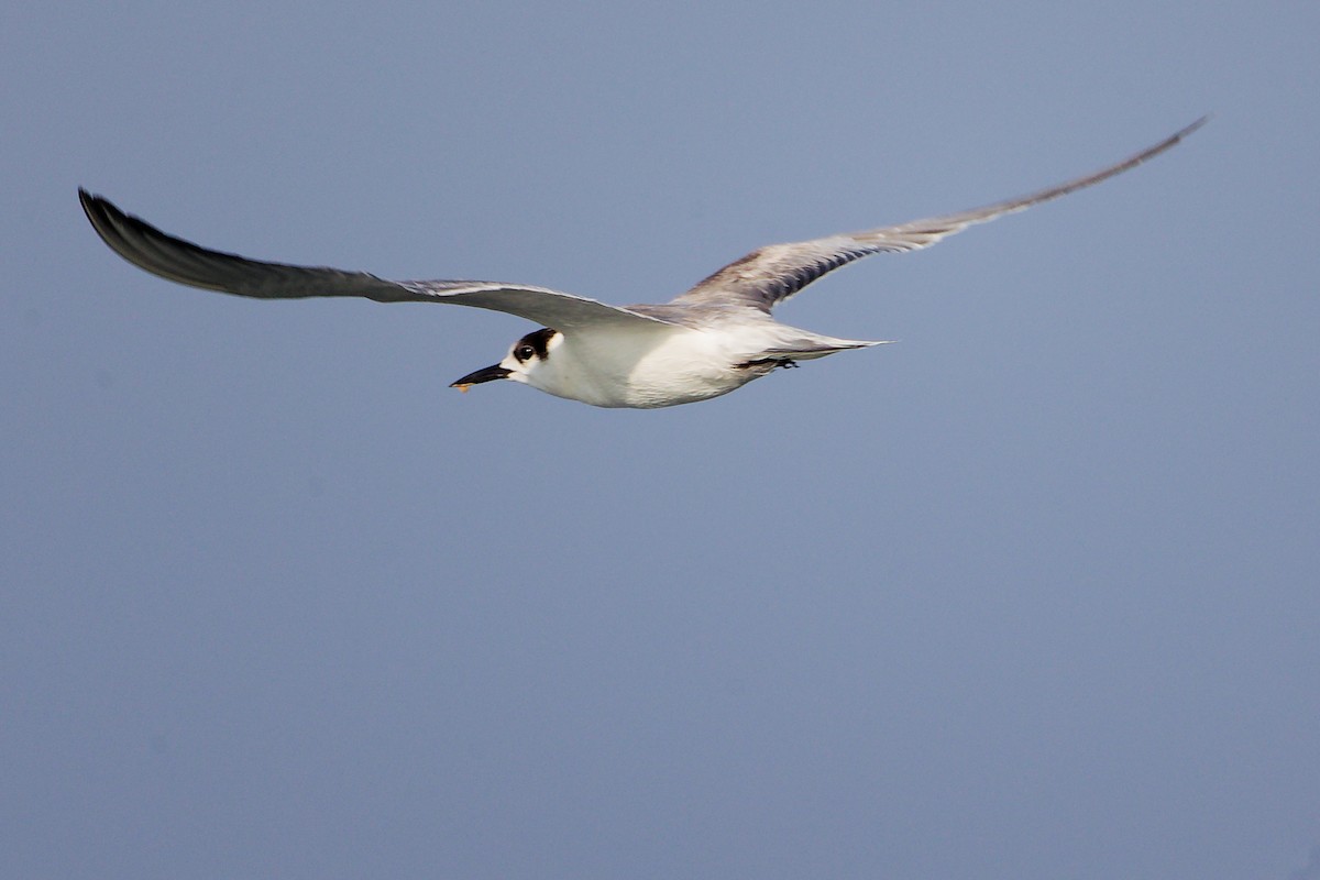 rybák obecný - ML645642521