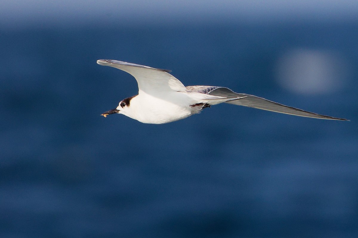 rybák obecný - ML645642522