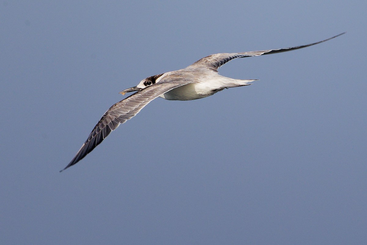 rybák obecný - ML645642523