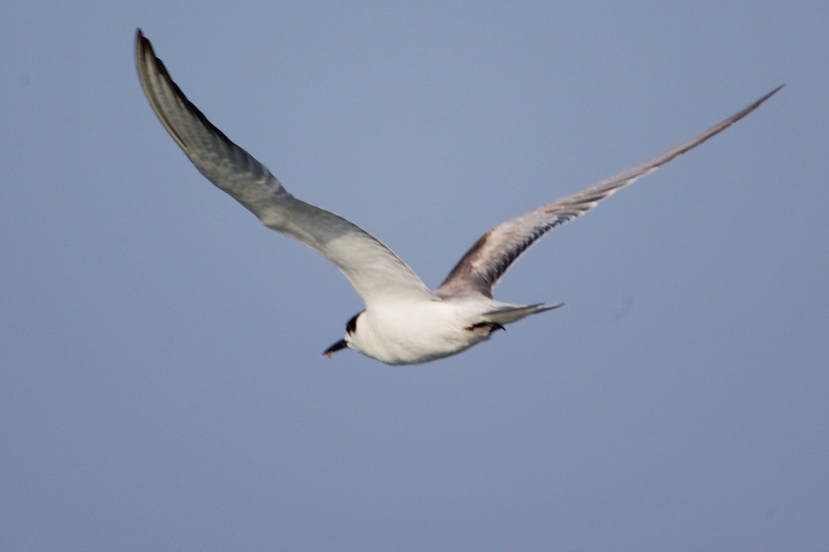 rybák obecný - ML645642524