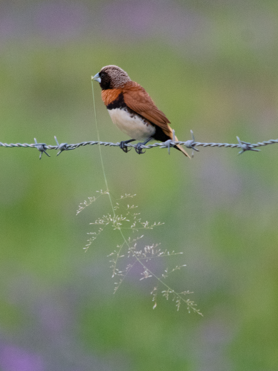 sivnonne - ML645642525