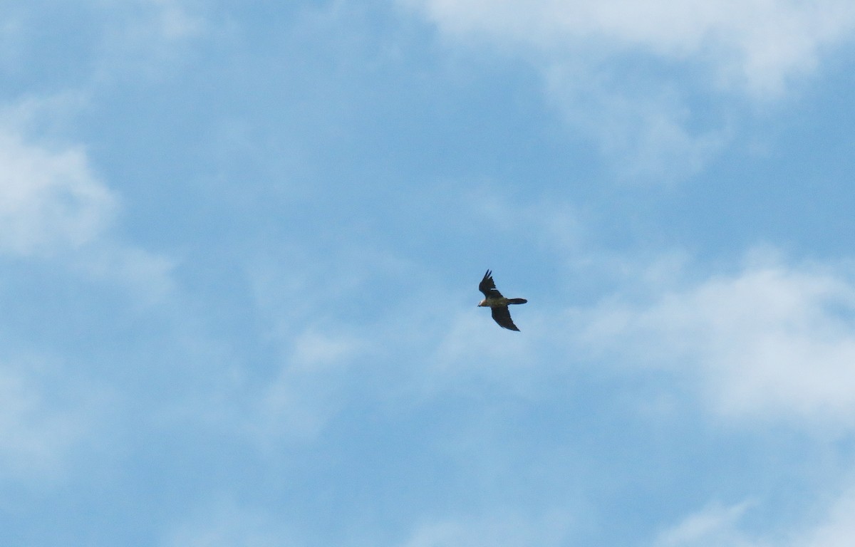 lammegribb - ML645642527