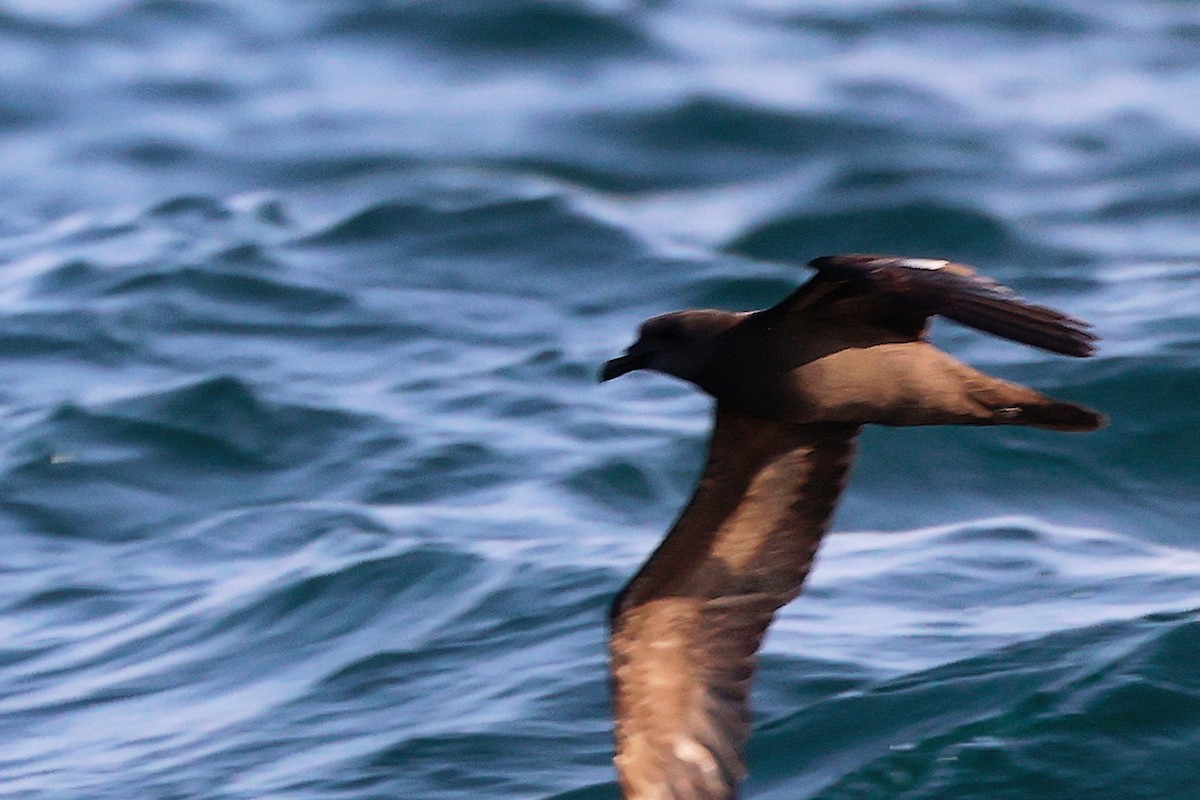 Jouanin's Petrel - ML645642539