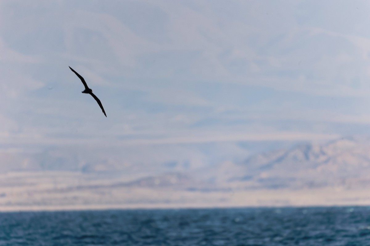 Jouanin's Petrel - ML645642540