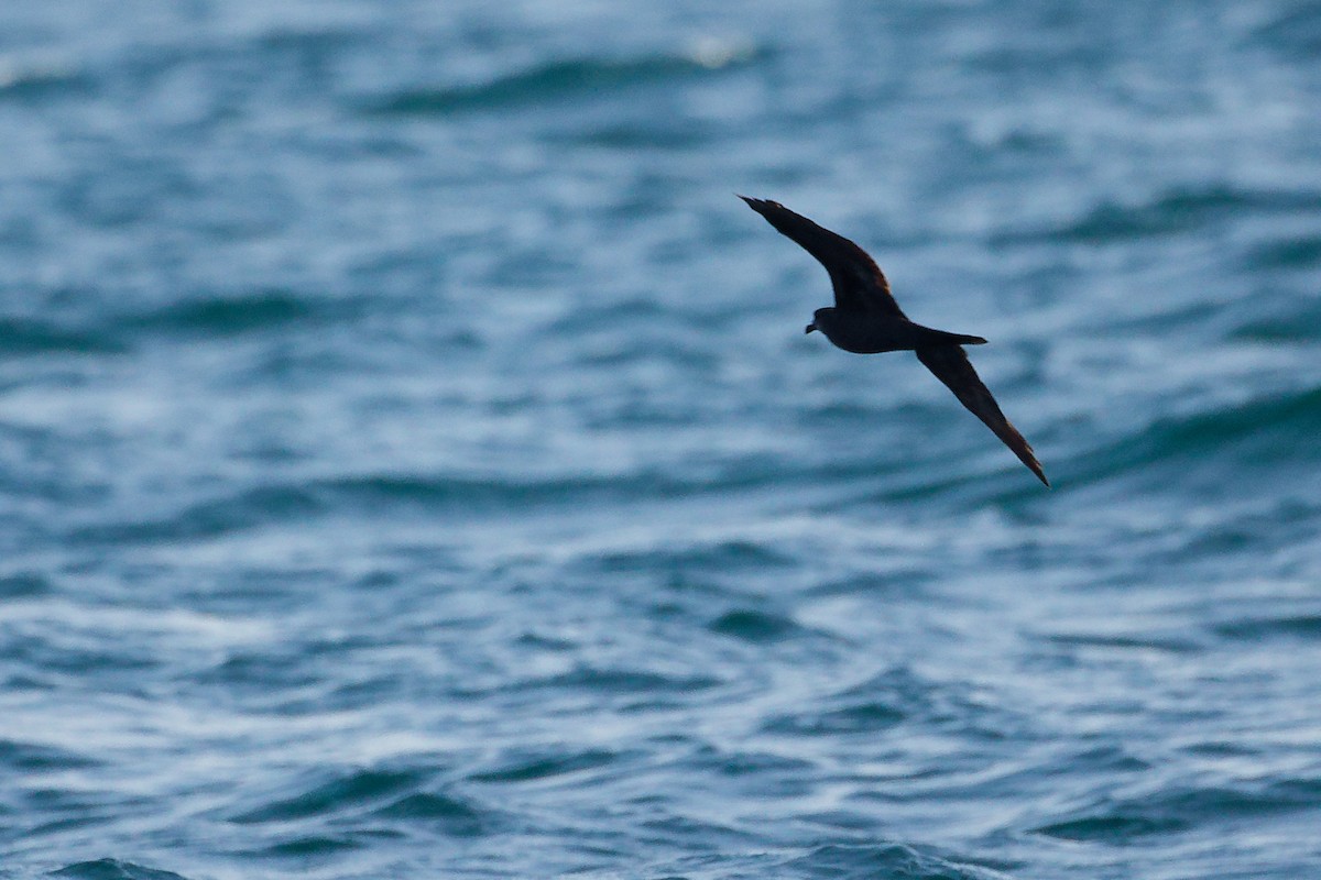 Jouanin's Petrel - ML645642541
