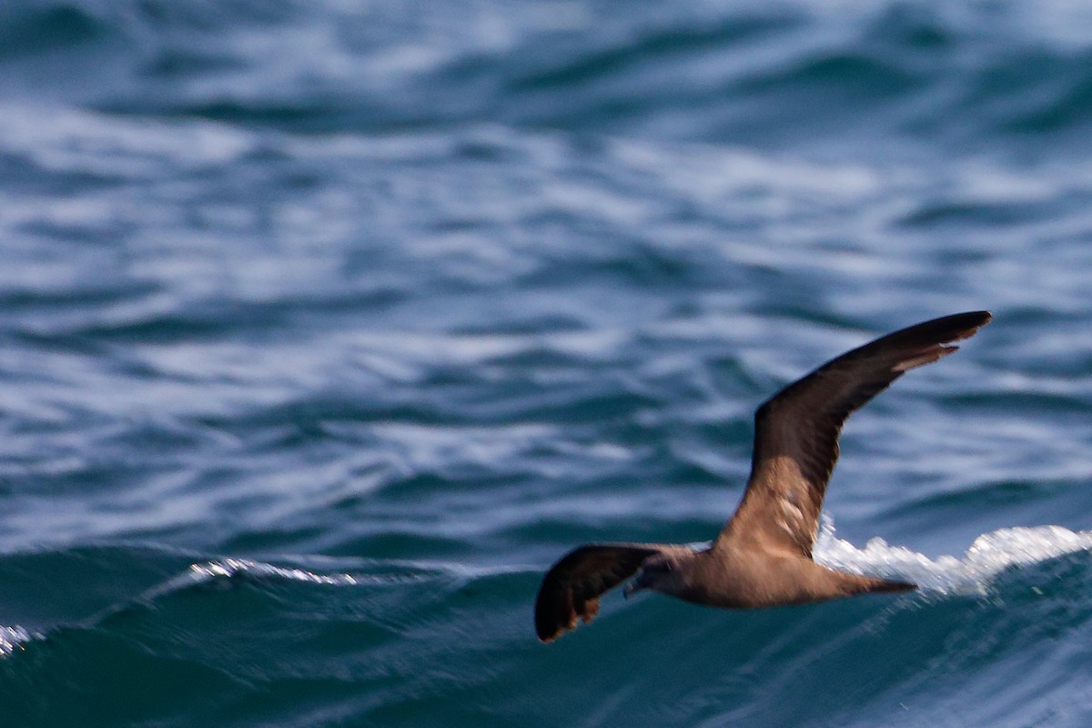 Jouanin's Petrel - ML645642542