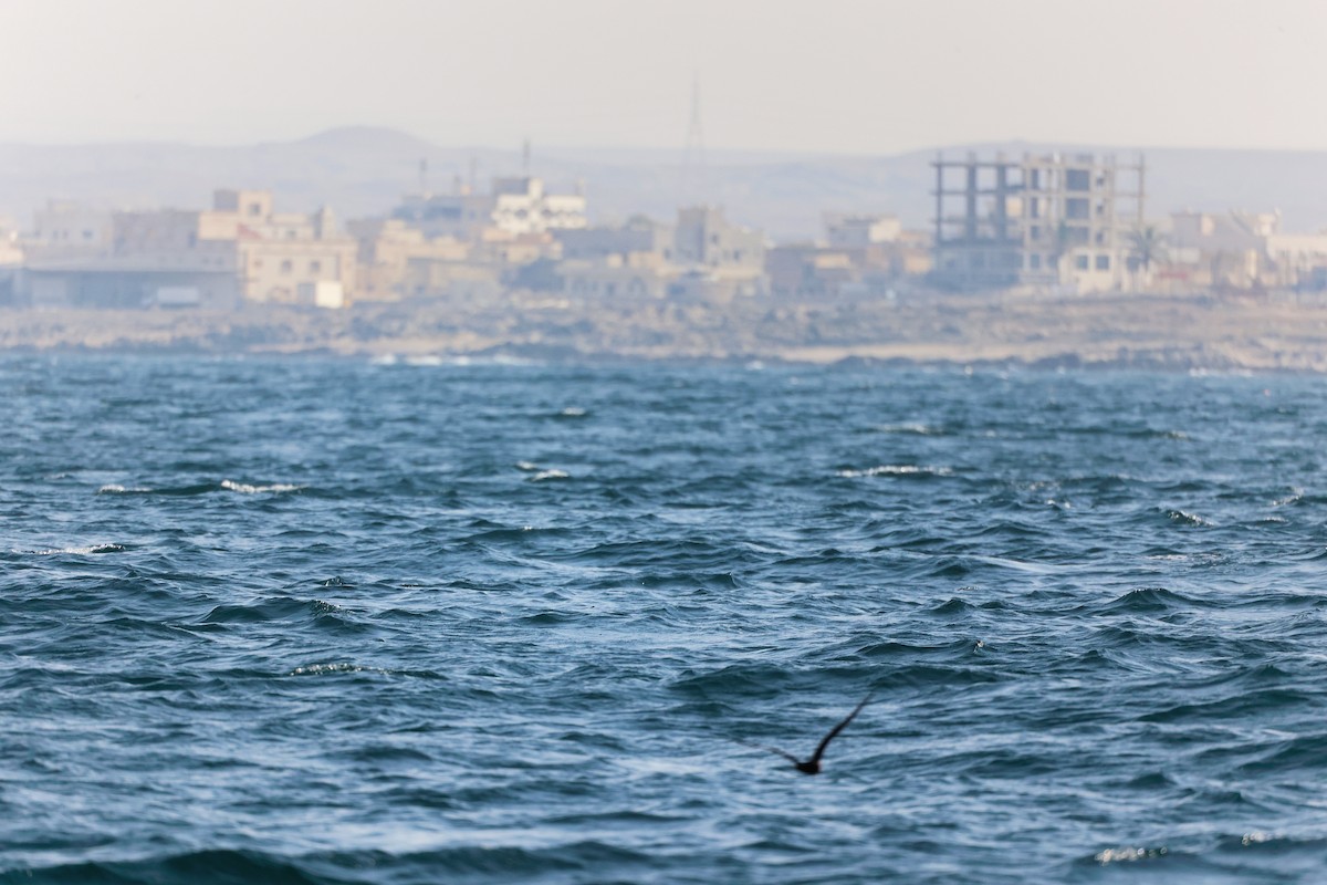 Jouanin's Petrel - ML645642543