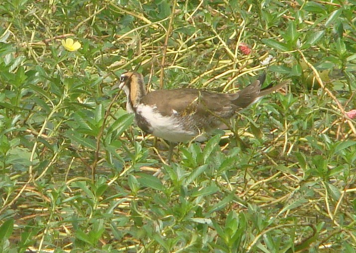 Pheasant-tailed Jacana - ML645642544