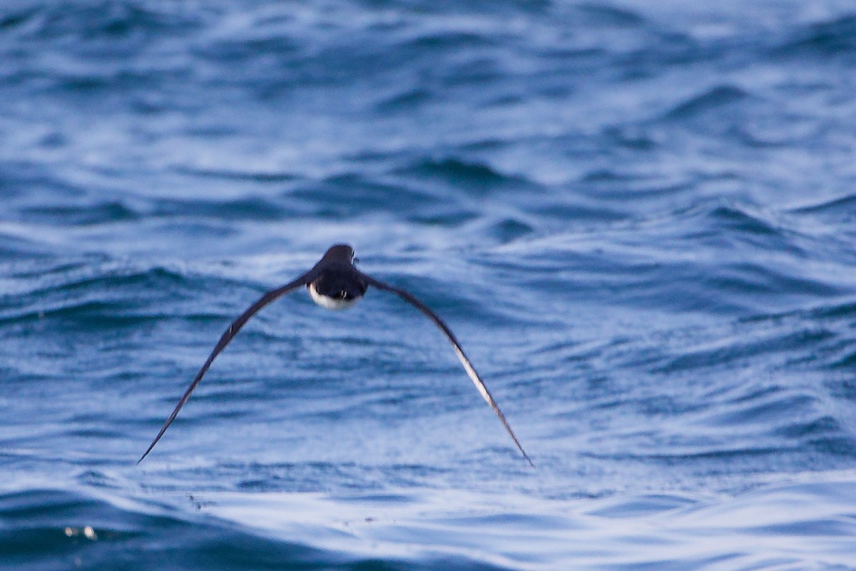 perserlire - ML645642554