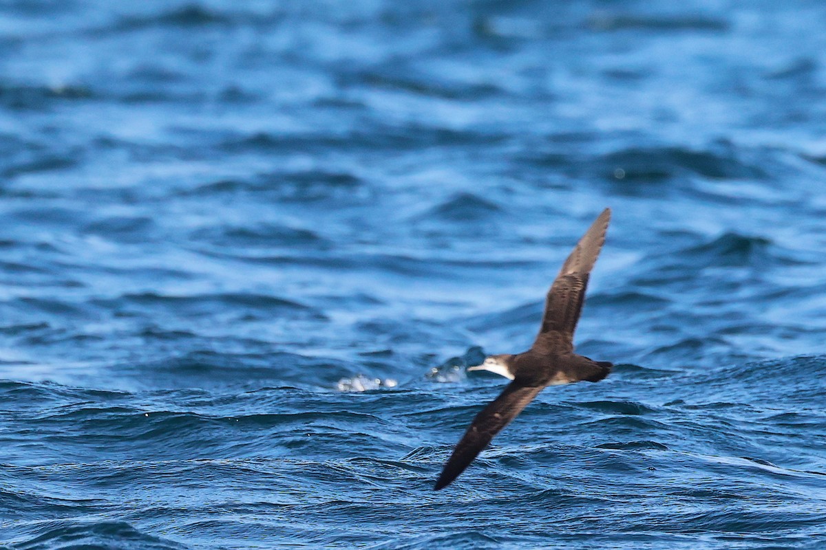 perserlire - ML645642555