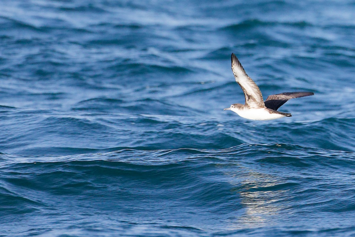 perserlire - ML645642556