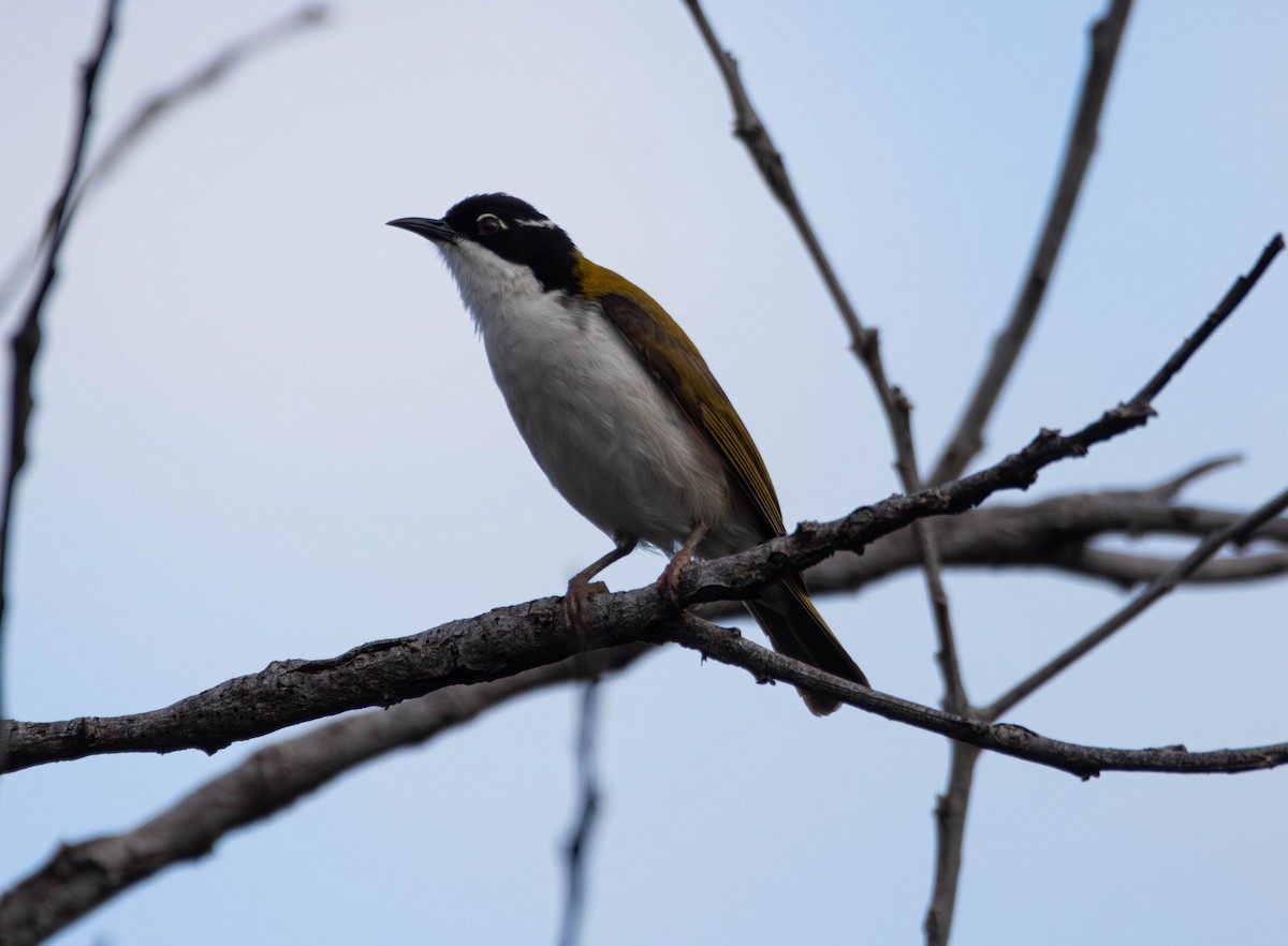 hvitstrupehonningeter - ML645642557