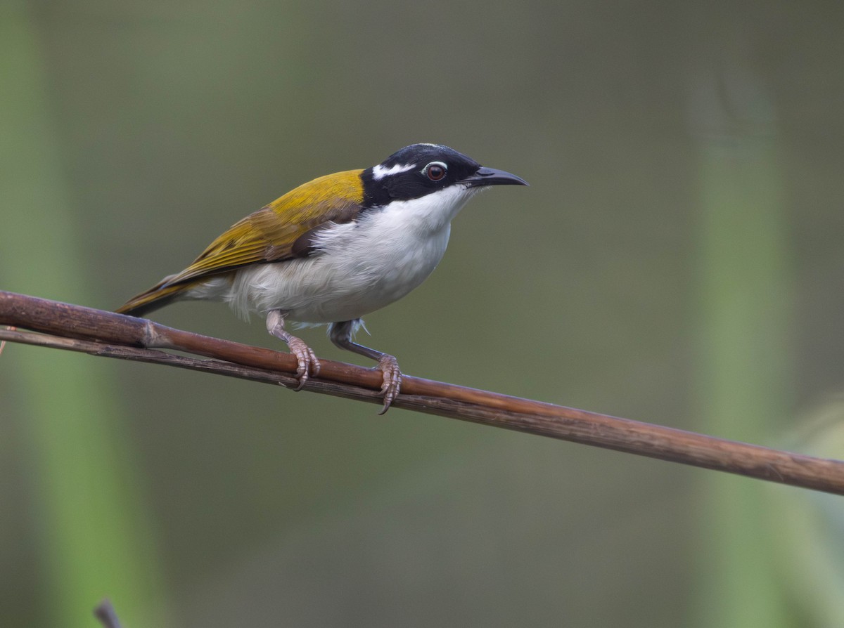 hvitstrupehonningeter - ML645642558