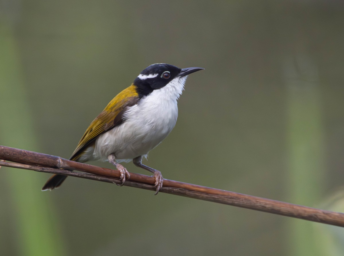 hvitstrupehonningeter - ML645642559