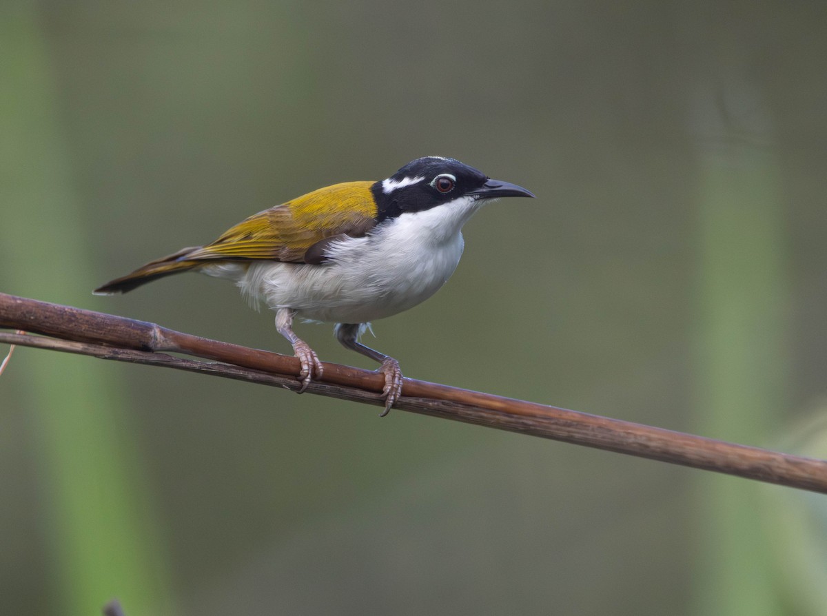 hvitstrupehonningeter - ML645642560