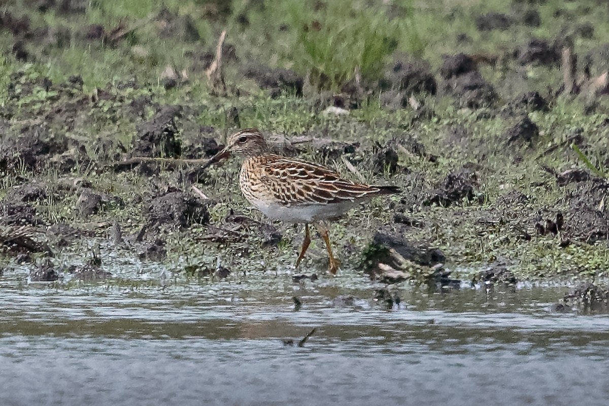 alaskasnipe - ML645642561