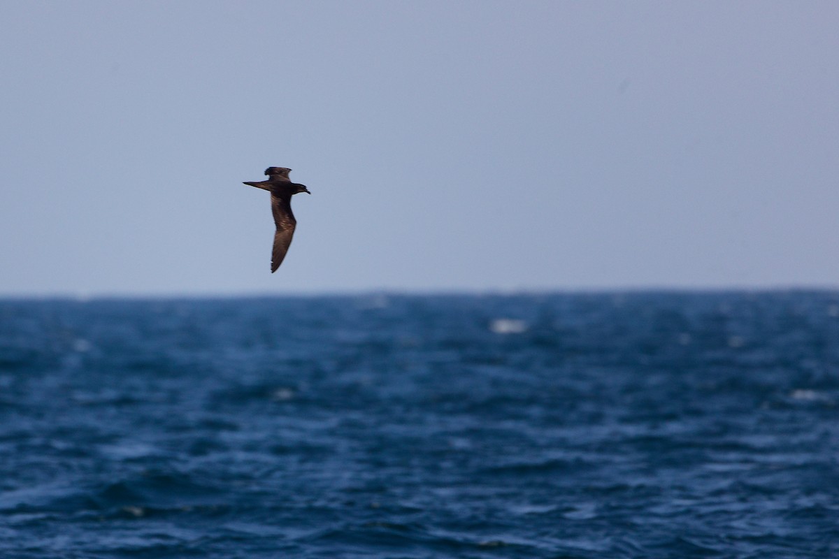 sokotrapetrell - ML645642562