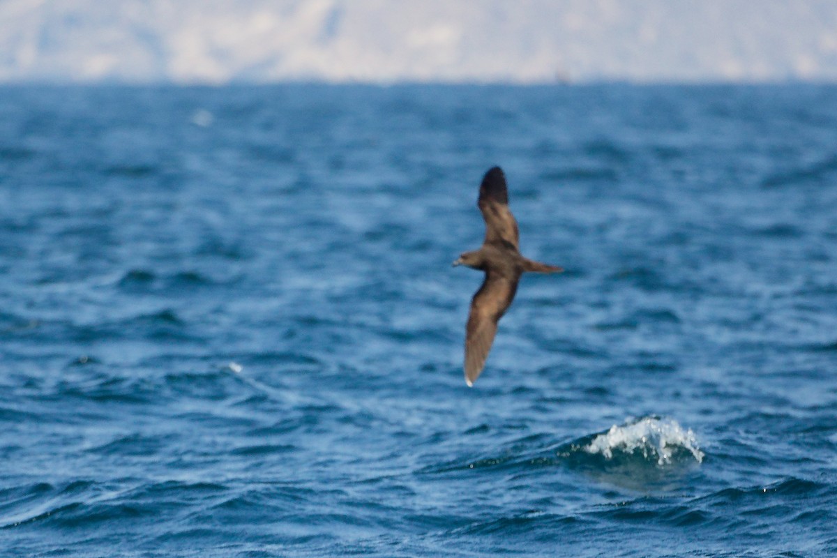 sokotrapetrell - ML645642563