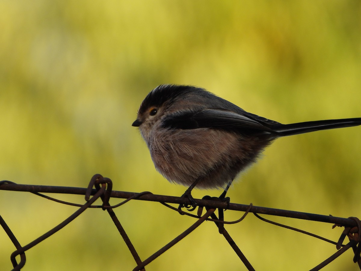 stjertmeis - ML645642564