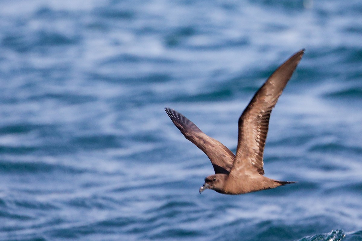 sokotrapetrell - ML645642565