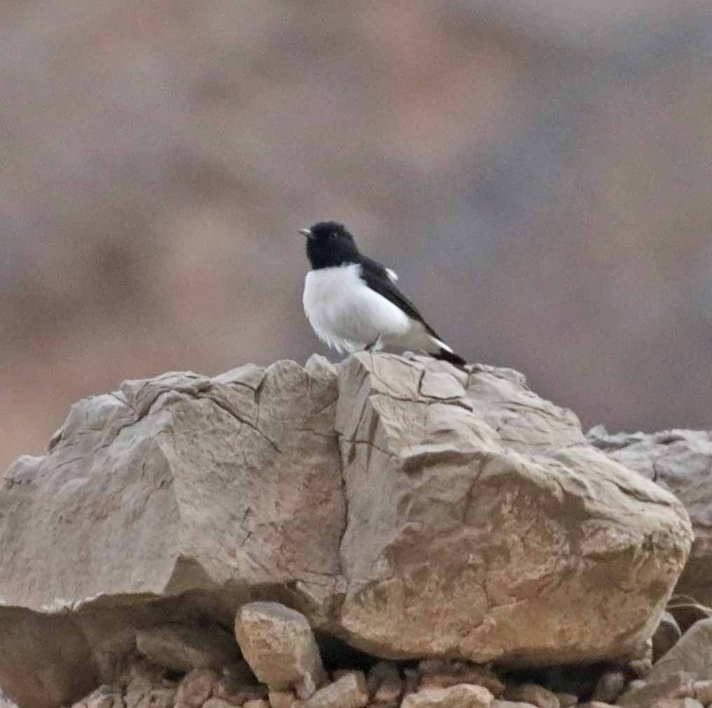 nonnesteinskvett - ML645642566