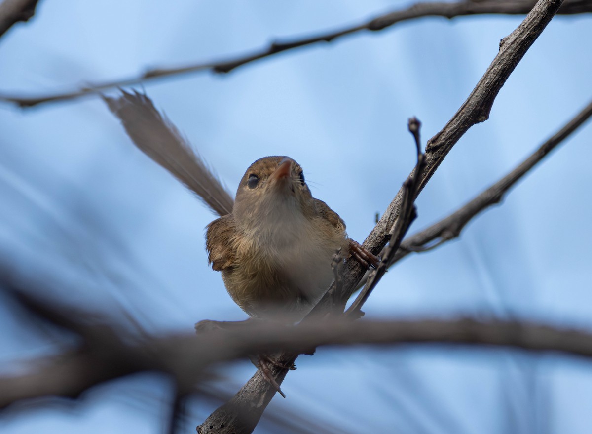 rødryggalvesmett - ML645642567