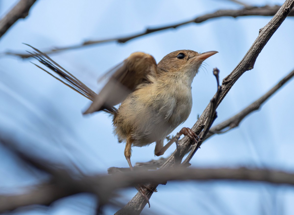 rødryggalvesmett - ML645642568