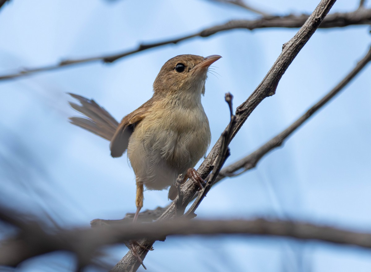 rødryggalvesmett - ML645642569