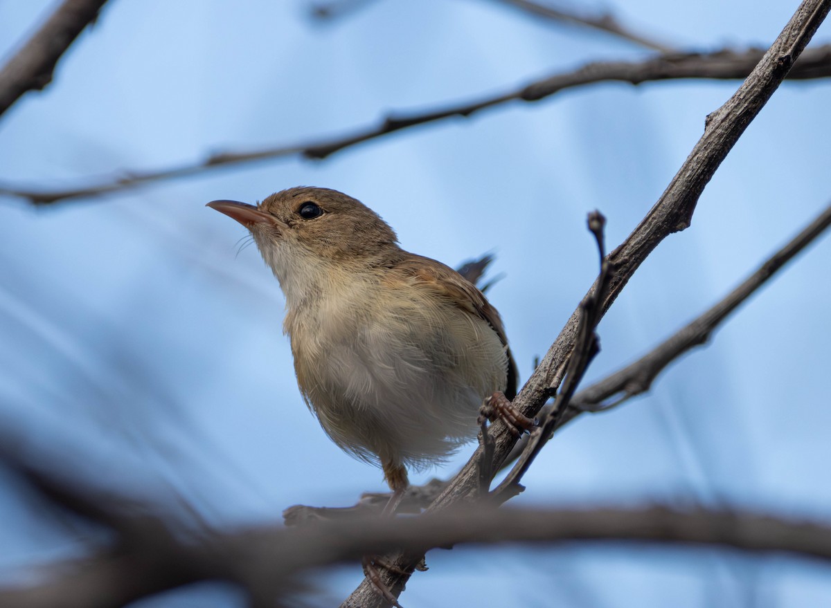 rødryggalvesmett - ML645642570