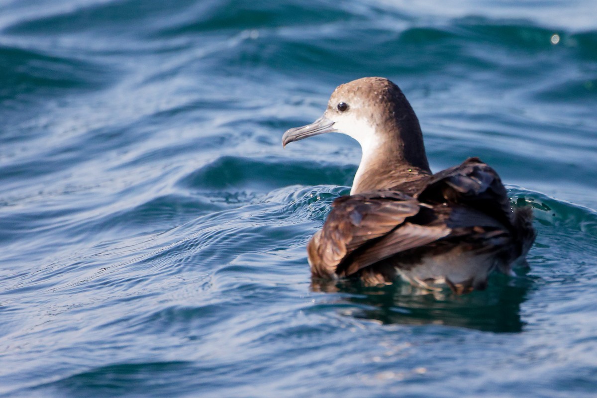 perserlire - ML645642571