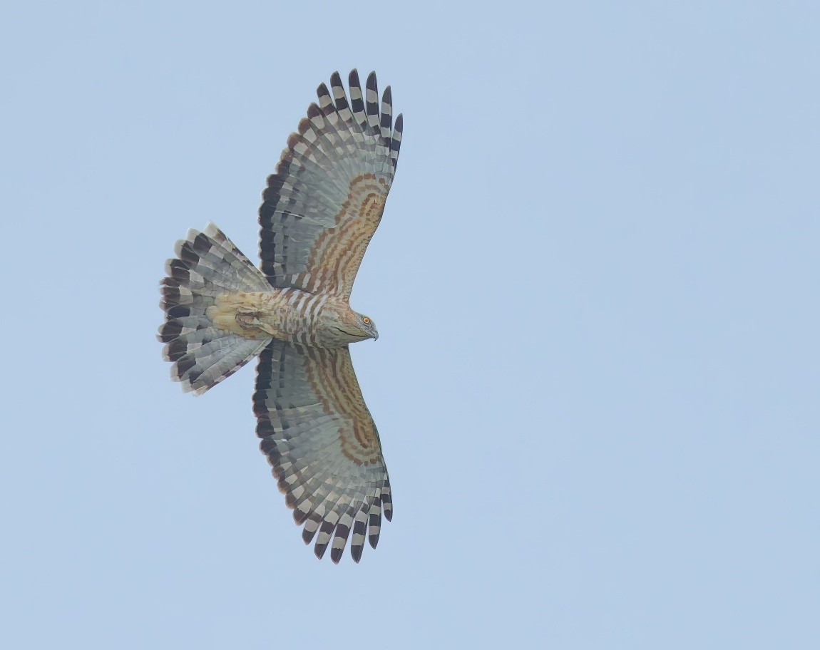 brunbaza - ML645642572