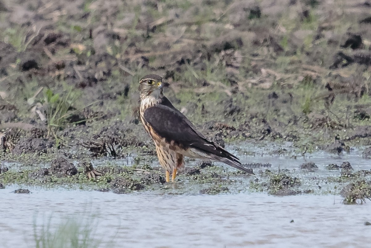 dvergfalk - ML645642574