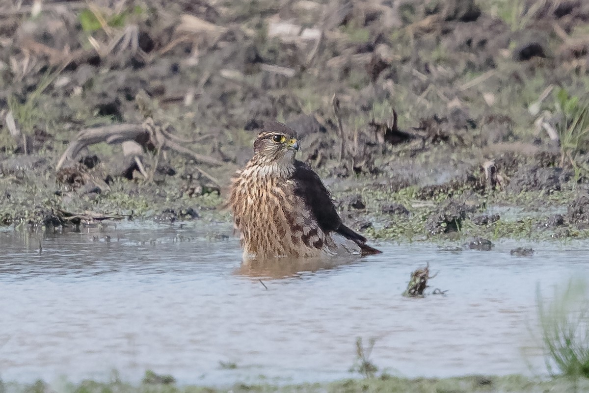 dvergfalk - ML645642575