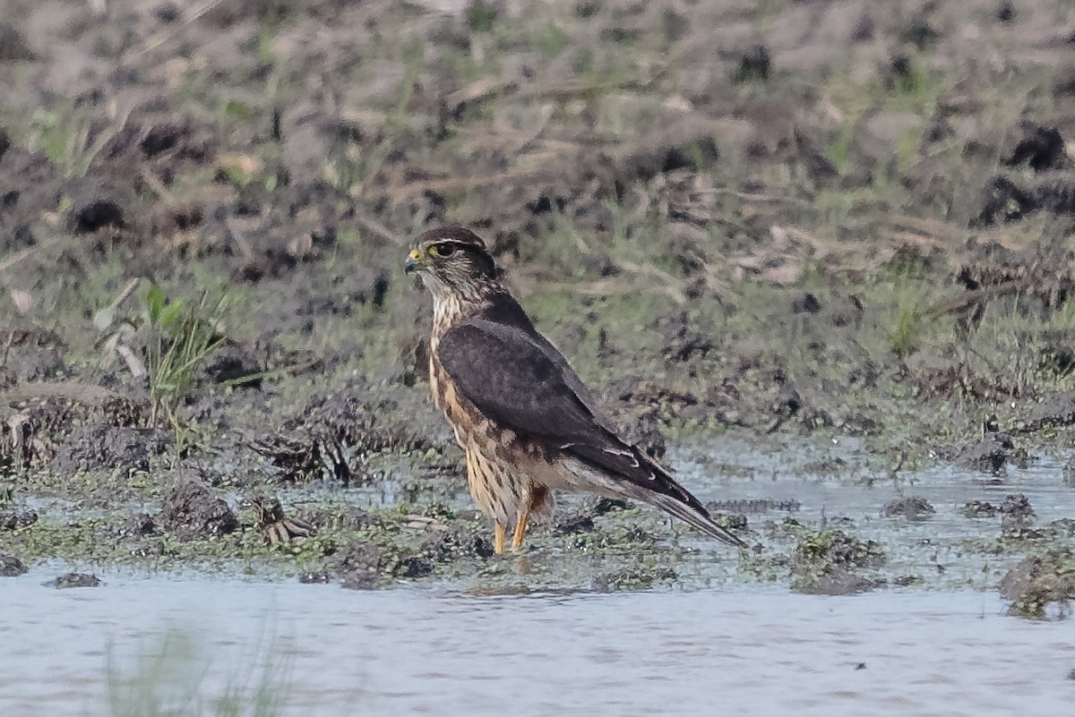 dvergfalk - ML645642576