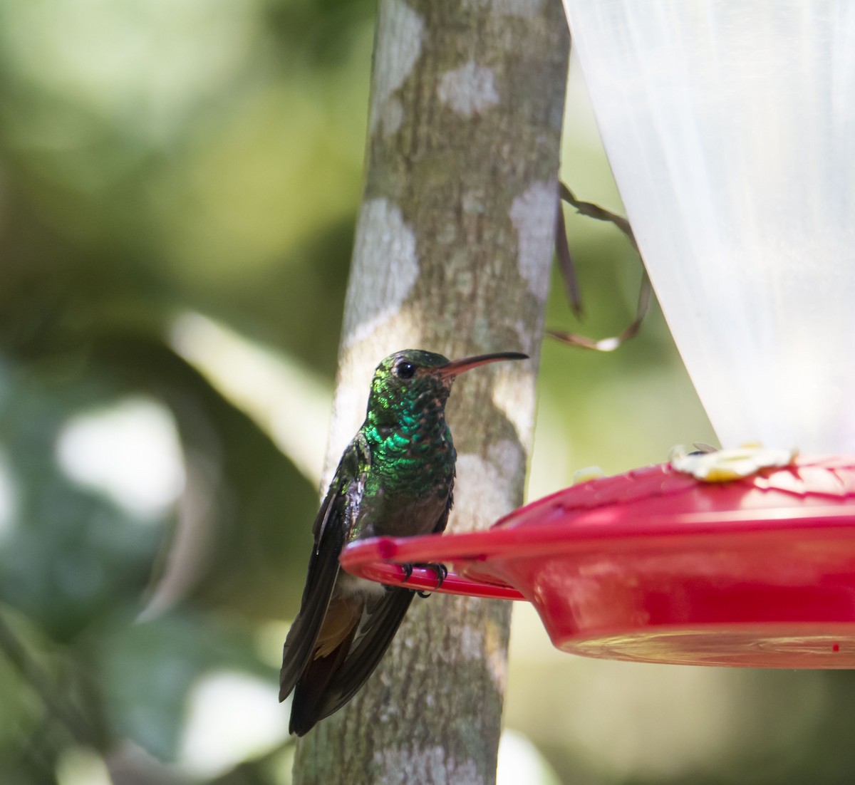 ruststjertkolibri - ML645642577