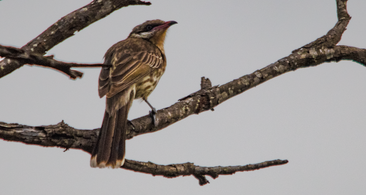 Diken Yanaklı Balkuşu - ML645642587