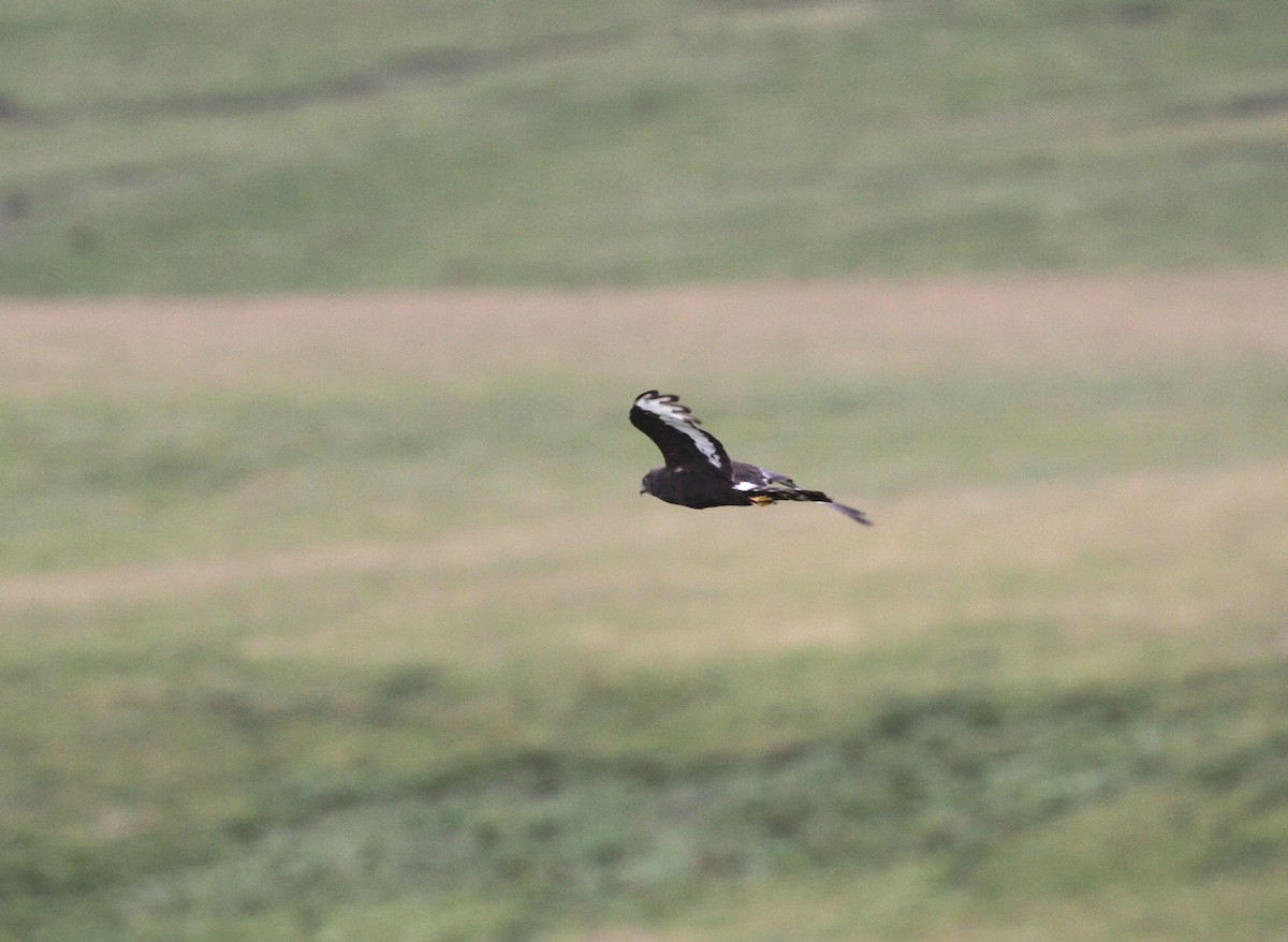 クロチュウヒ - ML645642588