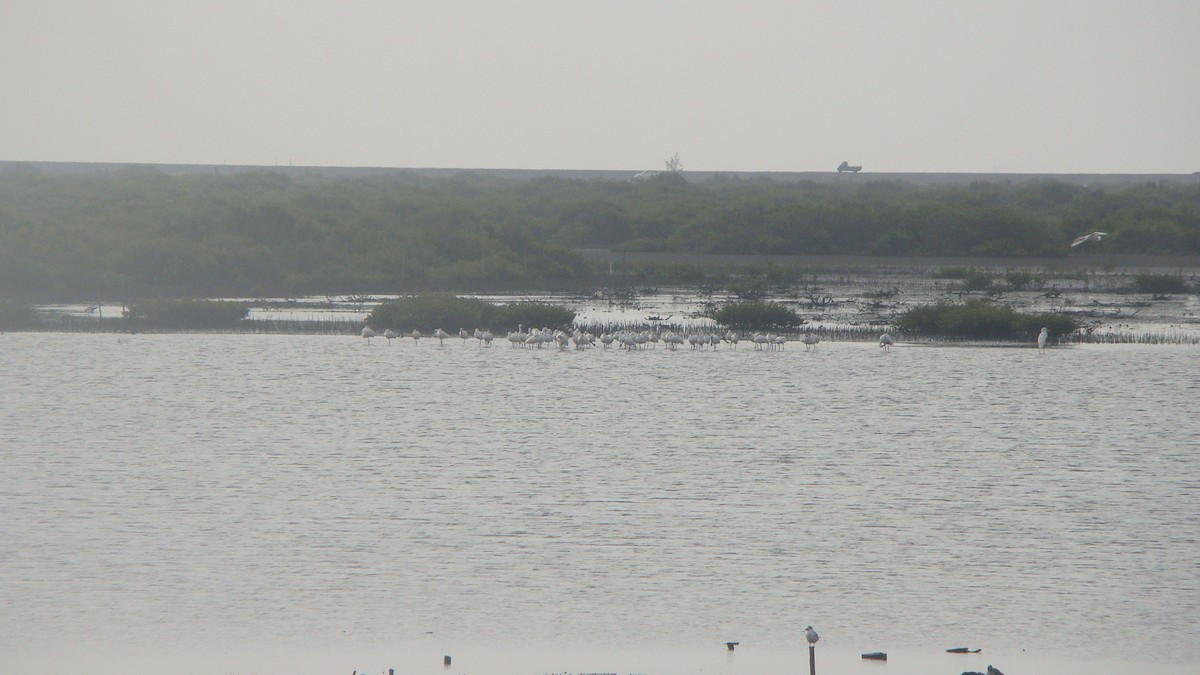 Black-faced Spoonbill - ML645642589