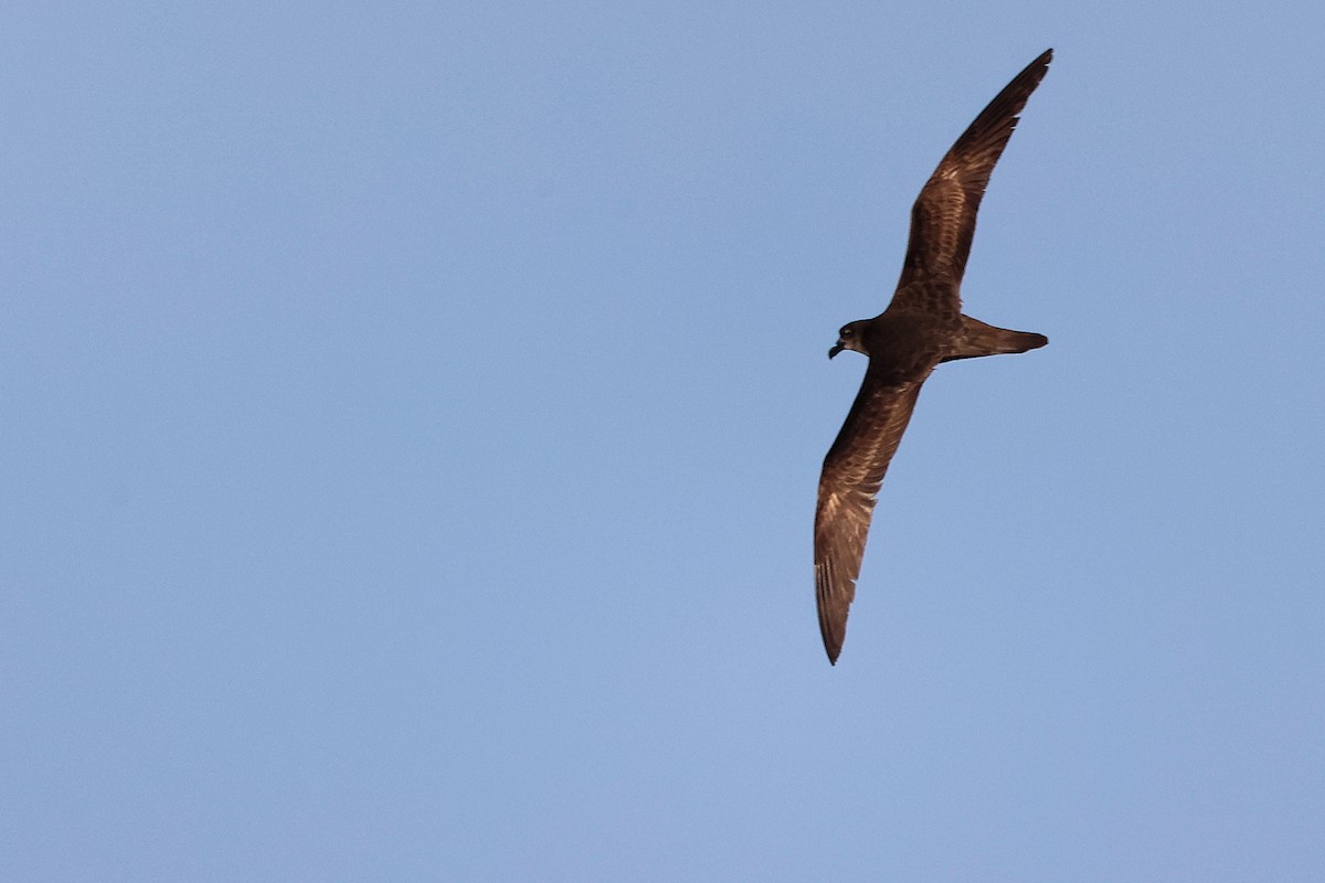 Jouanin's Petrel - ML645642595